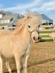 Martino_Gupta_Flashpoint Photography_Photo-tab-the-grounds-photo-galleries-MINI-Horse-Rescue4_low