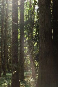 Makemson_Ujvari_The Crawfords Photography_IMG_3198 (1)_low Danaea and Adam’s Enchanting Elopement on Mt. Rainier