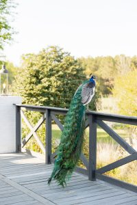 Luxurious Editorial Styled Shoot Inspired by Old Money Garden Party Theme
